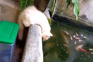 Katze spricht mit Fischen