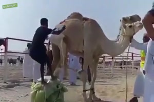 Kamel sagt nein