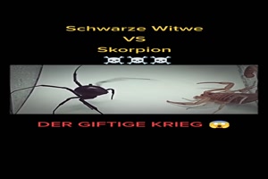 Schwarze Witwe vs Skorpion