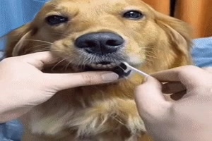 Hund beim Zähne putzen