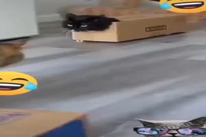 Katze mit Karton