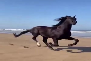 Was fr ein wunderschnes Pferd