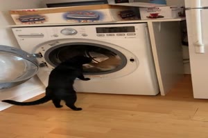 Katze trainiert in der Waschmaschine