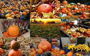 Pumpkin Harvest 1 - Krbisernte 1