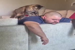 Katze macht Massage