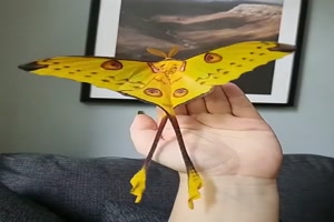 Ein-wunderschöner-Schmetterling.mp4 auf www.funpot.net