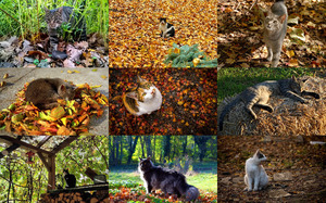 Autumn Cats 1 - Herbstkatzen 1