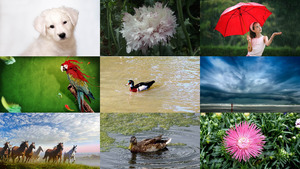 Photos ple-mle - Blumen & Natur Fotos