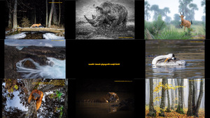 World Nature Photography Awards Winners - ...