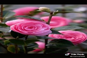 Magic Camellia flower - Magische Kamelienblte