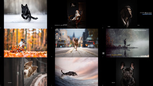 2021 Dog Photography Awards