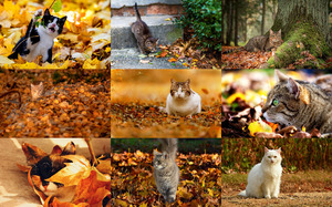 Autumn Cats 2 - Herbstkatzen 2