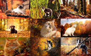 Autumn Pets - Herbst Haustiere