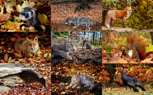 Autumn in the Wild - Herbst in freier Wildbahn