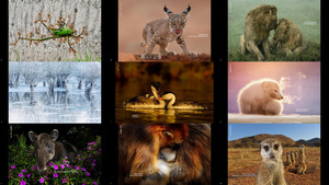 2021 Wildlife Photographer of the Year People s Choice