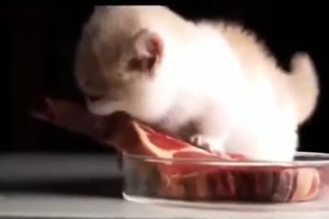 Kleine Katze mit großem Hunger