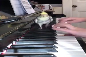 Vogel spielt mit Klavier