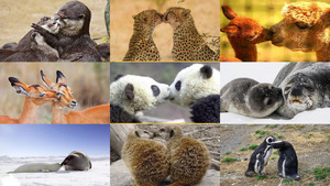 Animals Kisses