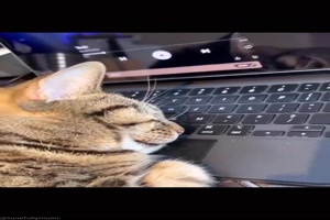 Katze macht ausversehen Musik