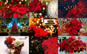 Christmas Poinsettas - Weihnachtssterne