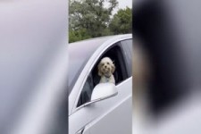 Hund faehrt Tesla