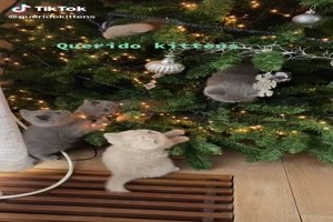Kätzchen übernehmen den Weihnachtsbaum