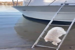 Hunde klettern aufs Boot