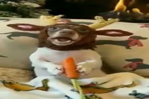 Der Weihnachtshund mit Karotte