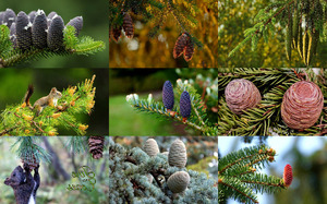 Pine Cones - Pinienzapfen