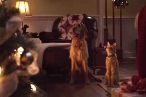 Hund und Katze feiern Weihnachten