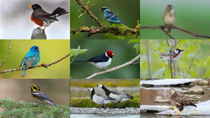 Birds of Canada