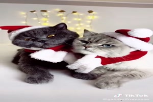 2 Sweet christmas cats - 2 süße Weihnachtskatzen
