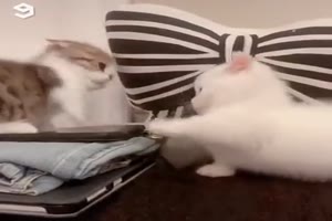 Kätzchen-Fight