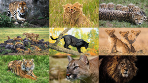 BIG CATS