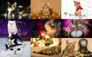 New Year Cats - Neujahrskatzen