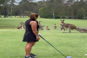 Lustige Kngurus auf dem Golfplatz