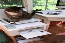Katze sitzt auf Kopierer