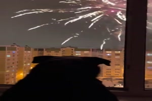 Hund liebt das Feuerwerk