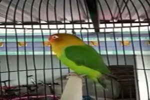 Interesse am Papagei