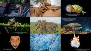 National Geographic s Best Animal Photos of 2021 1