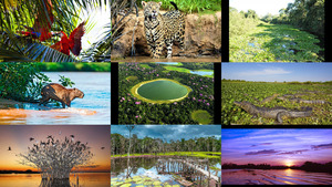 Pantanal Brazilien