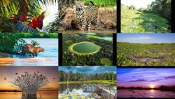 Pantanal Brazilie