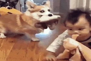 Er lernt von den Hunden