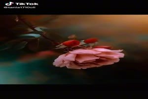 Beautiful roses - Schöne Rosen