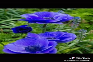 Blue and white flowers - Blaue und weiße Blumen
