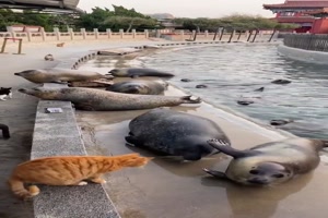 Cats fit everywhere - Katzen passen überall hin