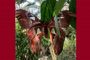 Papiliorama 
