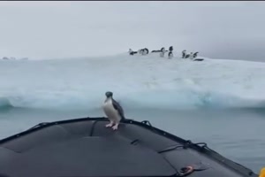 Pinguin gerettet
