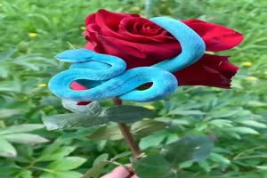 Leuchtend blaue Schlange