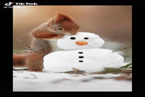 Animals in the snow - Tiere im Schnee